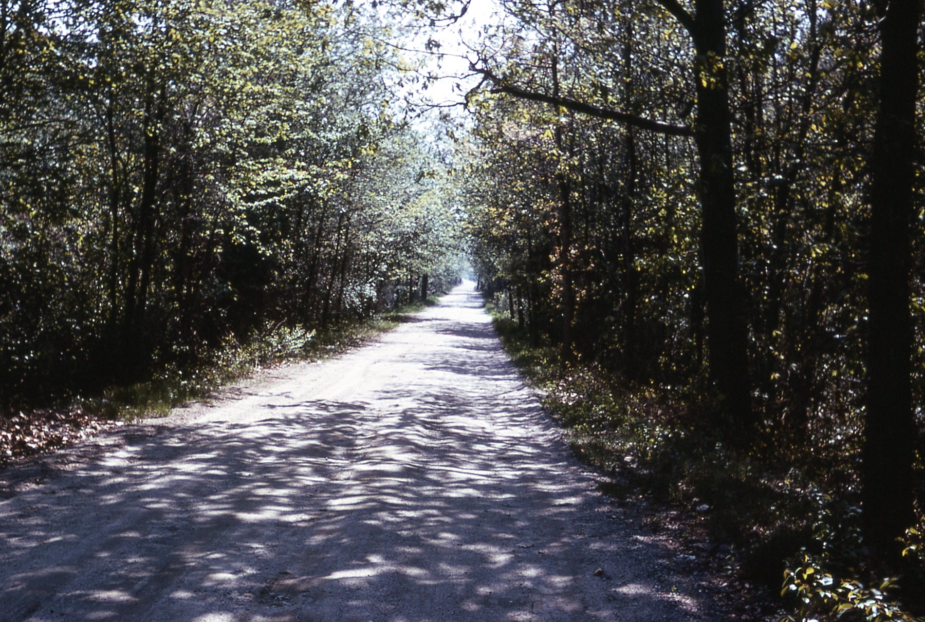 Hockomock Swamp Road photograph