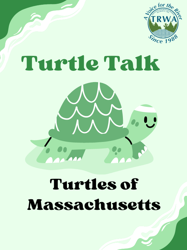 Image includes: Cartoon of happy large green turtle walking along. Logo of TRWA in the corner. Says a Voice for the River Since 1988.  Text reads: Turtle Talk. Turtles of Massachusetts. 
